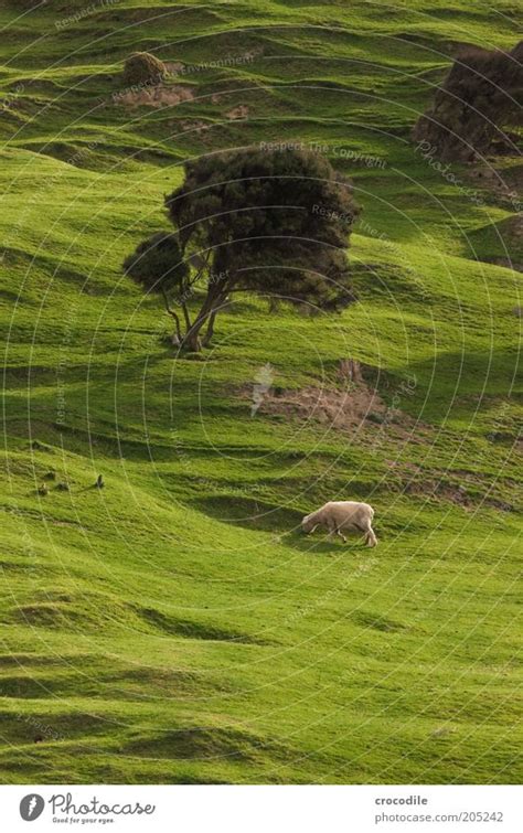 New Zealand 52 Umwelt Ein Lizenzfreies Stock Foto Von Photocase