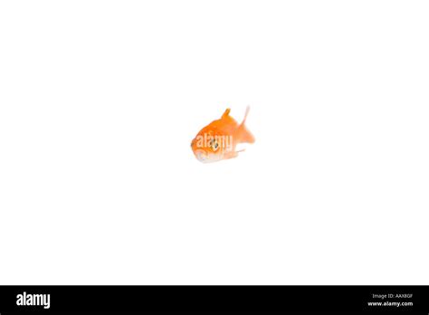 Gold Fish Swimming Stock Photo Alamy