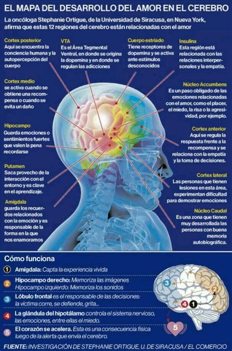 Pin De 🍉majo Ocampo En Psicologia Anatomia Del Cerebro Humano Psicologia Y Psiquiatria
