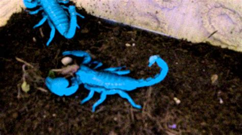 Lithuanian High Blue Mountain Scorpions Youtube