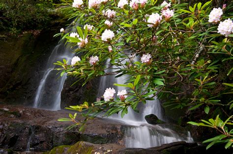 Blooming Rhododendron Surround Laurel Falls Stock Photo Download