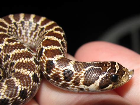 Hog Nosed Snake Found In Virginia Diurnal Eats Mainly Toads But