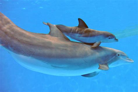 Look This Newborn Dolphin Loves Swimming With Mom Baby Dolphins