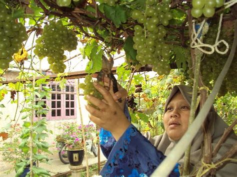 Join facebook to connect with siti kereta sewa and others you may know. Perlis Homestay : Memetik Anggur di kebun anggur Kg ...