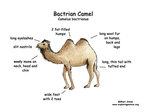 Camel (Bactrian)