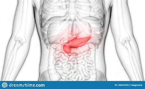Organi Interni Del Corpo Umano Anatomia Pancreas Digestive My Xxx Hot
