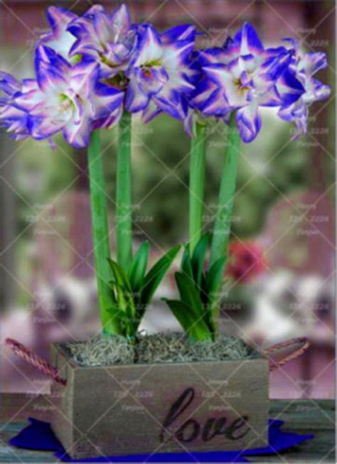 True Royal Blue Amaryllis Bulbs Barbados Hippeastrum Bulbs Big Flower