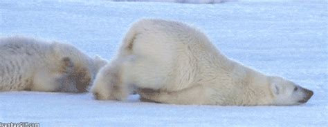 International Polar Bear Day 2016 20 Adorable Reasons To Celebrate