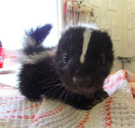 12 Baby Skunks That Are Just Too Stinkin Cute Baby Skunks Funny
