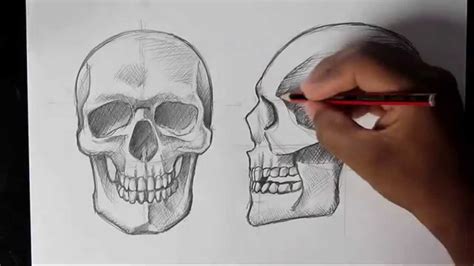 How To Draw Human Skull Frontprofile By Miltoncor Mydrawingtips