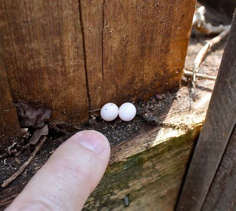 Eggs Appear To Be From Lizards Real Estate