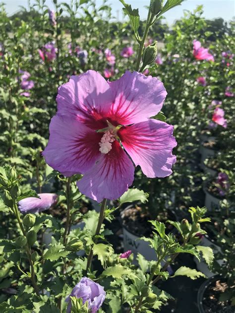Hibiscus Purple Pillar® Rose Of Sharon Hibiscus Syriacus ‘gandini