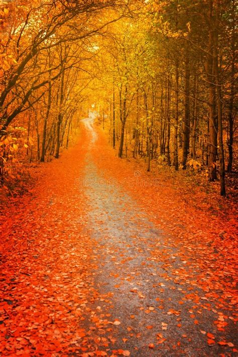 An Orange Pathway Of Trees In Autumn At Brown County State Park Stock