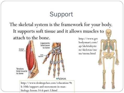Skeletal System Major Part