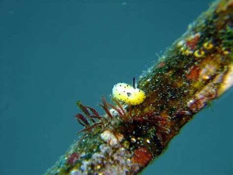The Adorable Science Behind The Sea Bunny Sea Slug Behind The Sea