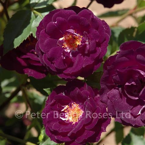 Midnight Blue Bush Rose Peter Beales Roses The World Leaders In