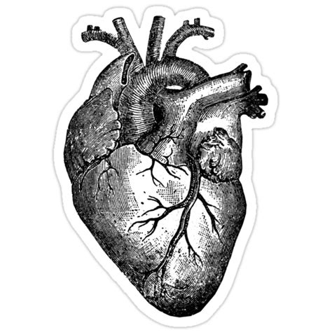 View Vintage Heart Anatomy Diagram Png World Of Image