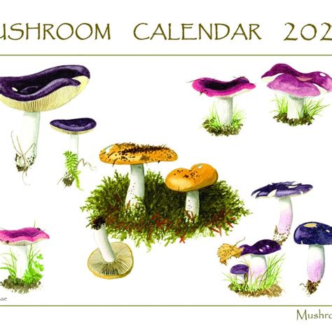 Mushroom Calendar Etsy
