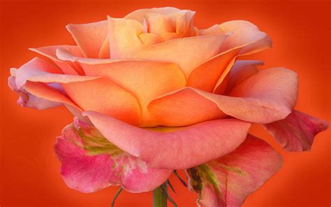 Orange Rose Flowers Hd Wallpaper