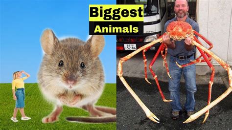 Top 5 Biggest Animals In The World Youtube