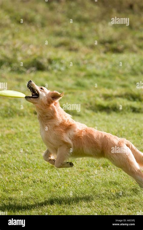 Jumping Golden Retriever Catching Frisbee Stock Photo Alamy