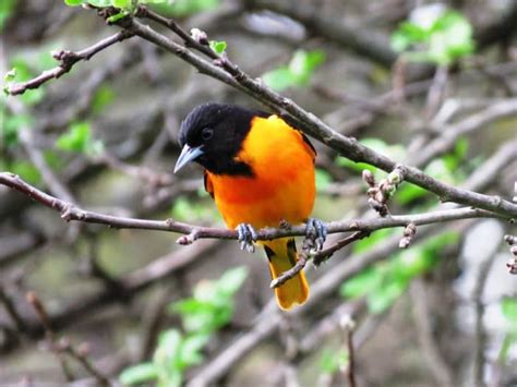 16 Common Songbirds Of Pennsylvania Owlcation
