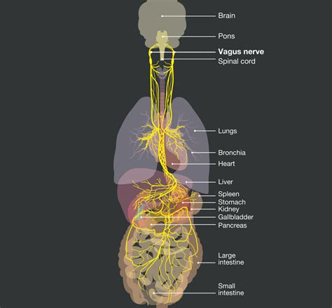 The Vagus Nerve Plays Several Critical Roleslearn How To Tend To It