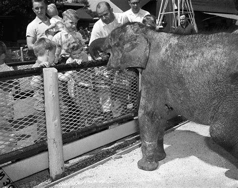 The Circus No Spin Zone Vintage Brookfield Zoo Elephants