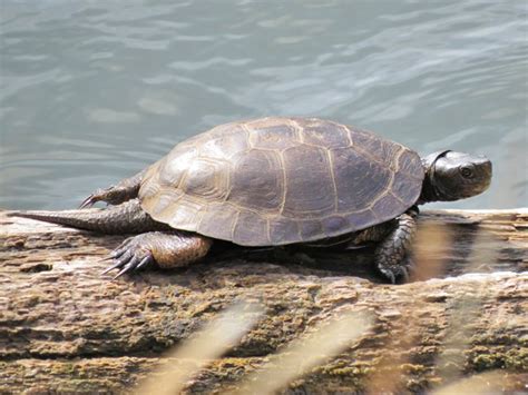A Record Year For Western Pond Turtle Reintroductions U S National Park Service