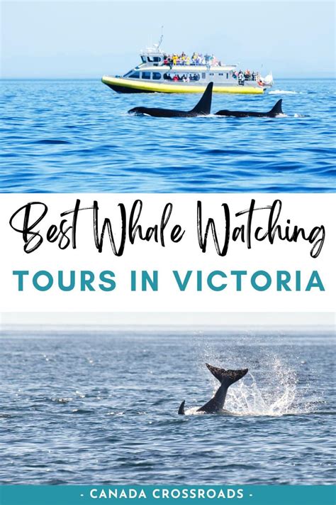 11 Best Whale Watching Tours In Victoria Bc For 2023 Canada Crossroads