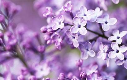 Purple Flowers Spring Wallpapers Flower Desktop Background