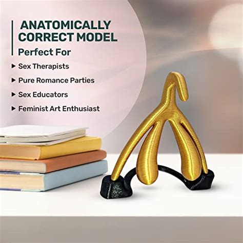 Clitoris Anatomical Model Premium Clitoris 3d For Educational Purposes Accurate Clitoris
