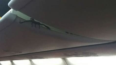 Spotted Huge Scorpion Crawling Out Of Overhead Locker On Plane Herie