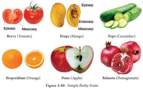 Types Of Fruit Botany