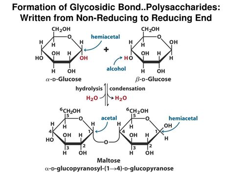 Ppt Chapter 7 Carbohydrates And Glycobiology Powerpoint Presentation