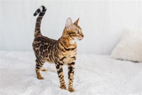 Domestic cats frequently use visual communication with their eyes, ears, mouths, tails, coats and body postures. CHAT avec la QUEUE EN L'AIR - LANGAGE CORPOREL du CHAT