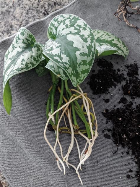 (this appearance is the reverse of 'exotica' ). Scindapsus pictus care: How to care for silver satin ...