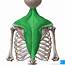 Trapezius Muscle Anatomy Origin Insertion Functions  Kenhub