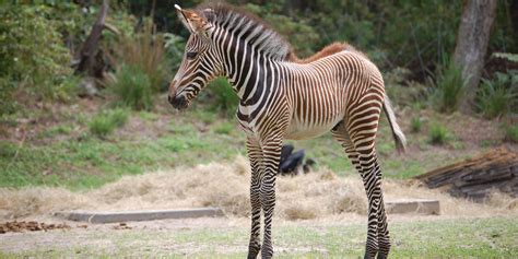 Wildlife Wednesday Two Baby Zebra At Walt Disney World Resort