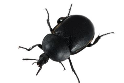 Wenn kleine käfer in der wohnung auftauchen, ist der schrecken groß. Mini-Käfer in der Wohnung - was tun?