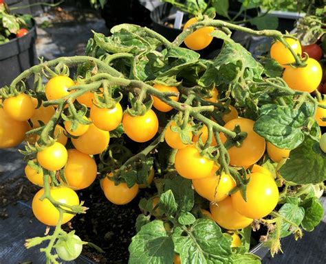 25 Sun Gold Tomato Seeds Sungold Tomato Seeds Papcool Garden