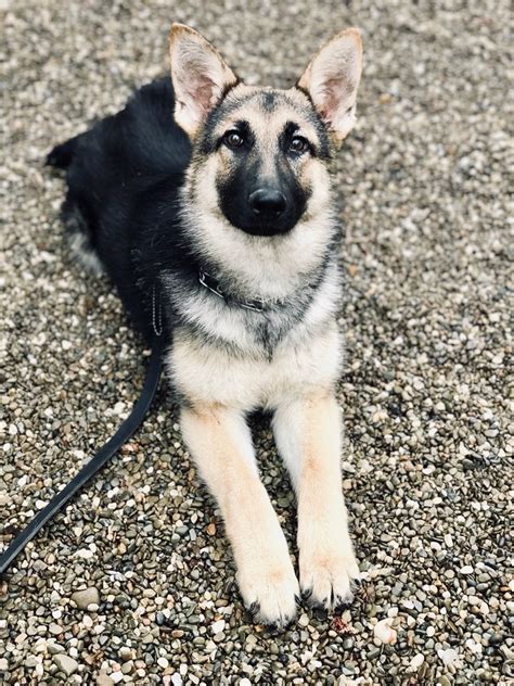 After that they will be looking for permanent homes that will provide the love, training, and stability that they need and. Chica: Trained Rescue German Shepherd - Man's Best Friend