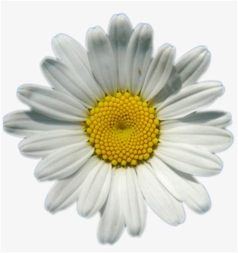 Daisies Png Image Background Transparent Background Daisy Png Free
