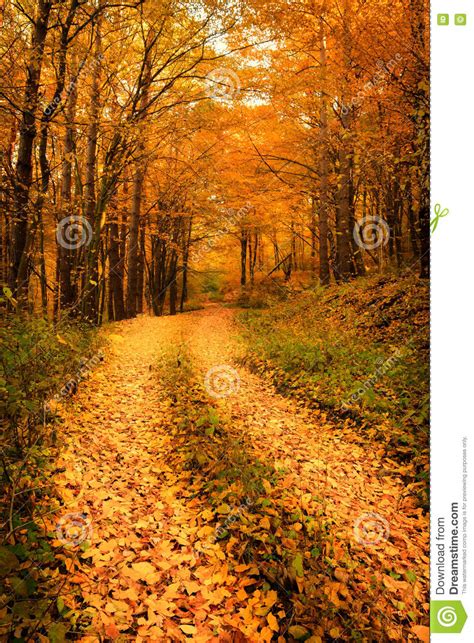 Beautiful Fall Autumn Forest Landscape Old Road Stock Photo Image Of Countryside House 76424056