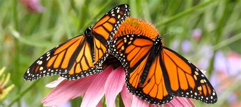 11 Cool Facts About Monarch Butterfly To Make You Crazy Rhino Rest