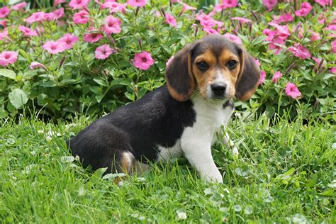Beagle Puppy For Sale Millersburg Oh Male Jackson Ac Puppies Llc