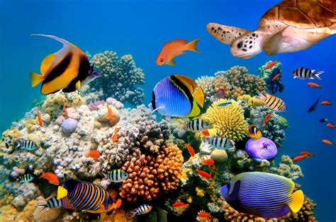 An Underwater Scene With Fish And Corals In The Ocean Wallpaper Mural