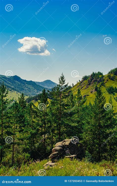 Landscape Day In The Mountains With A Relic Forest In The Bayan Aul