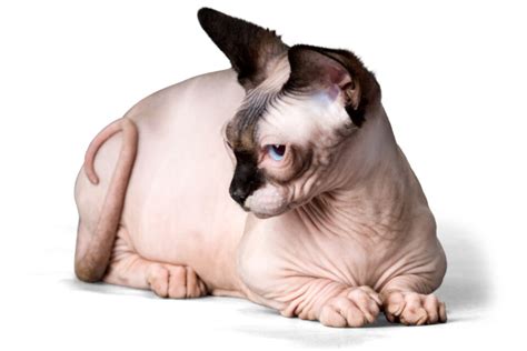 13 things you need to know about the bambino cat breed
