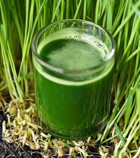 5 Best Benefits And Uses Of Wheatgrass Juice For Skin Hair And Health